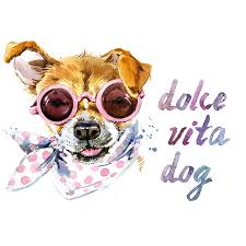 dolcevita-dressage-pension-canine-chien-rennes-35-2